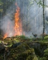 Measuring the economic impact of early bushfire detection Fireball.International (now exci)
