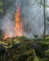 tree-forest-smoke-jungle-autumn-fire