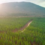 Plantation