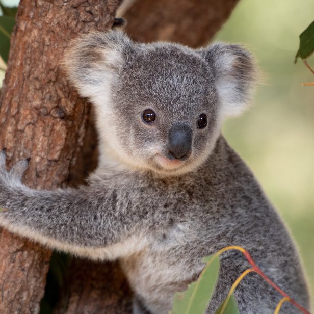 Koalas in the bush