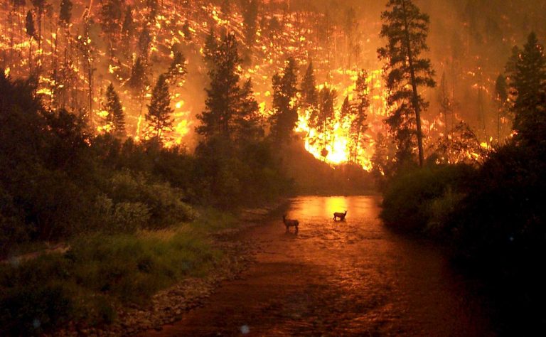 Elks seeking protection from a wildfire