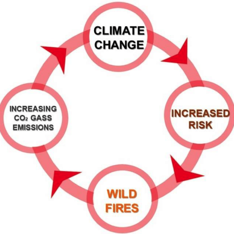 Climate-change-based-wildfire-and-CO2-cycle