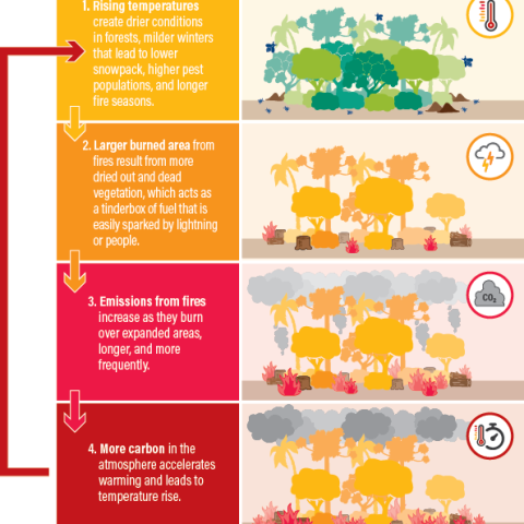 Fires and the Climate Feedback Loop