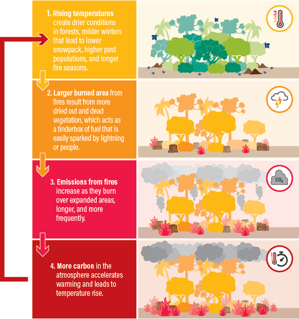 Fires and the Climate Feedback Loop