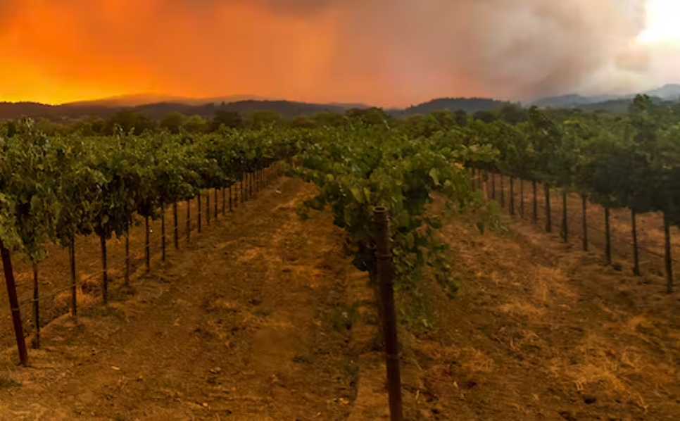 Smoke from wildfires taints wine grapes