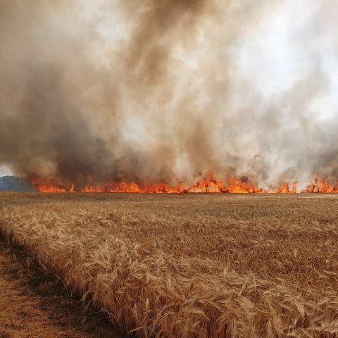 Wildfire destroying wheat field