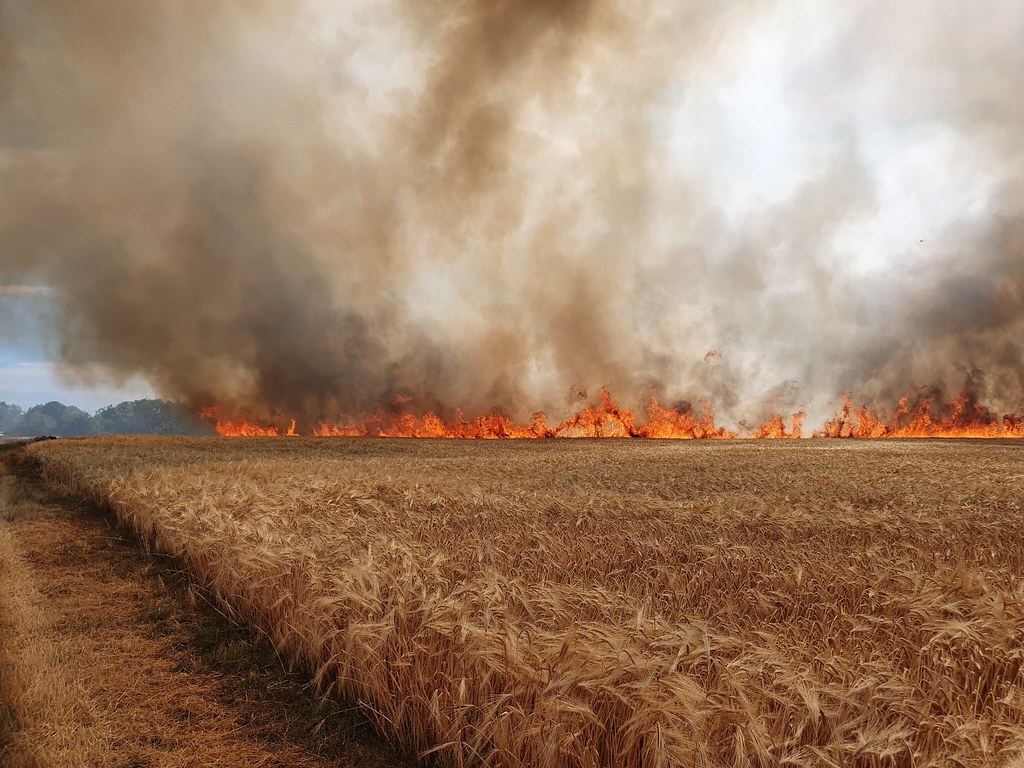 Wildfire destroying wheat field