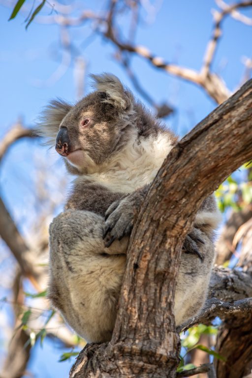 Koala post-bushfire recovery