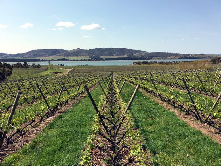 Riversdale Estate Vineyard. Source- Flickr