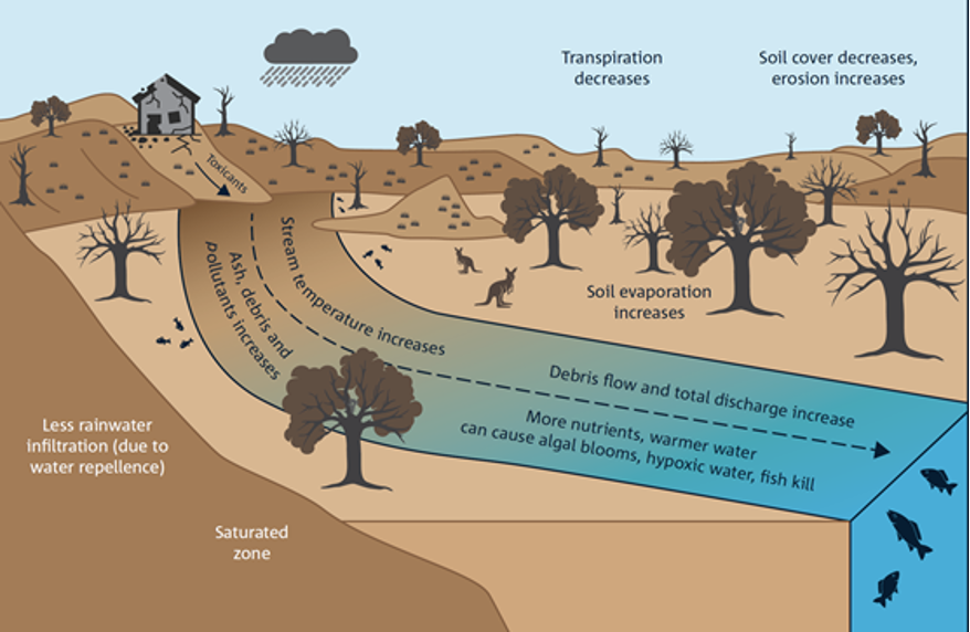 Schematic diagram showing possible postfire changes in hydrologic, erosion and in river processes
