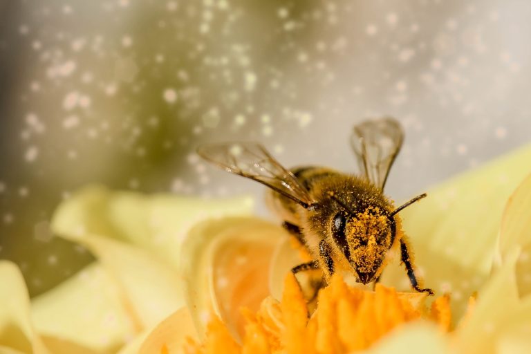 Free close up bee on yellow flower image