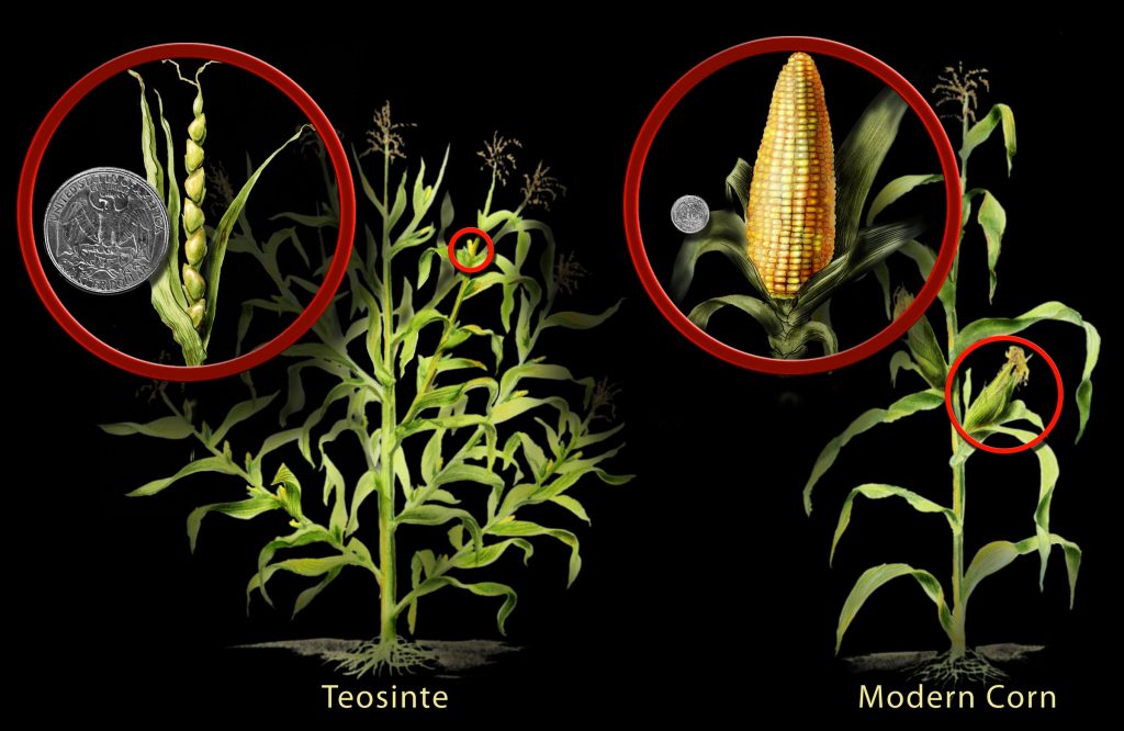 A wild grass called teosinte was genetically modified through selective breeding to produce maize corn This work by Nicolle Rager Fuller National Science Foundation is in the Public Domain CC0