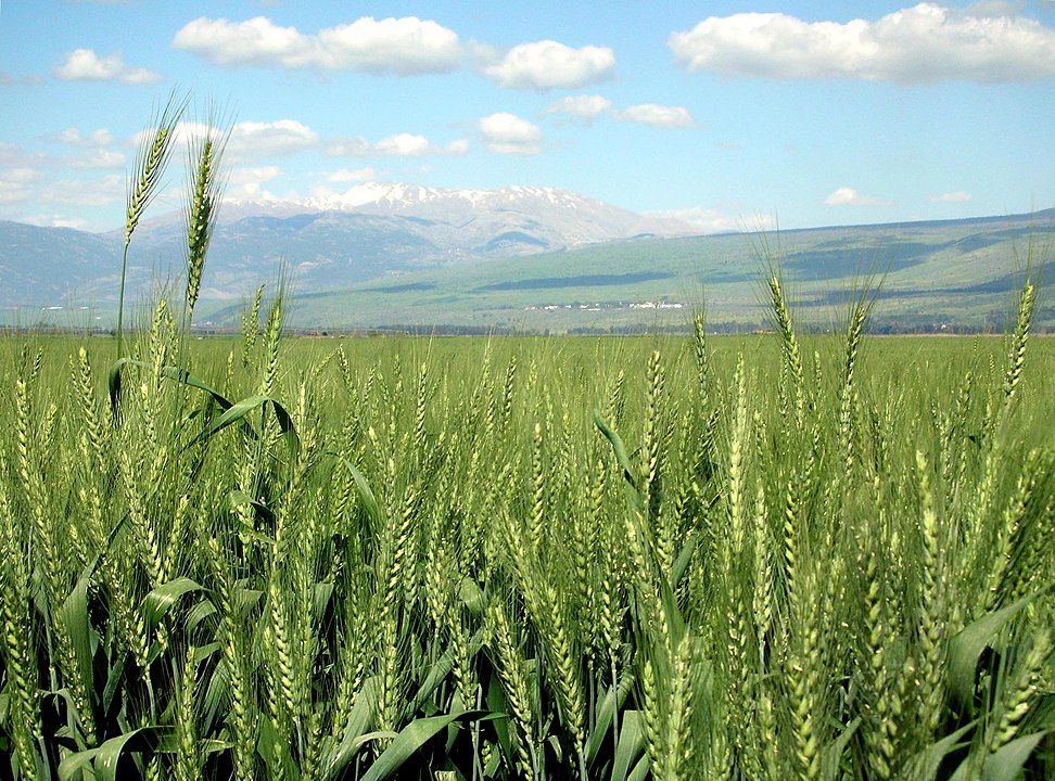 Wheat in the Hula valley 2007