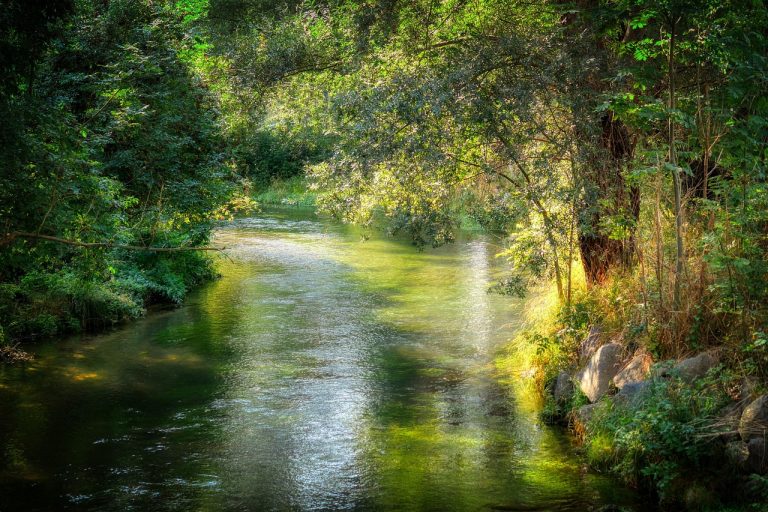 River, Forest, trees